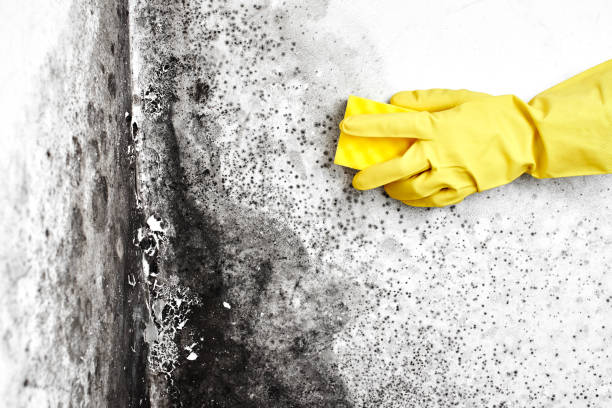 Best Mold Testing  in Eagle, NE