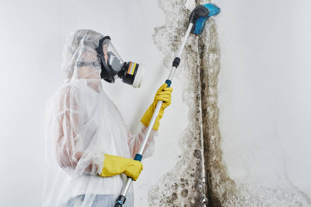 Best Mold Damage Repair  in Eagle, NE