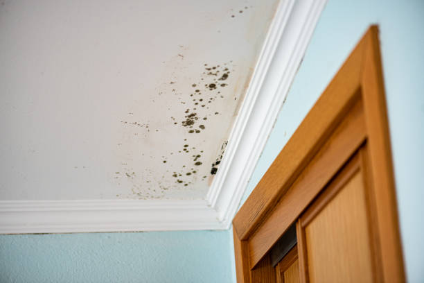 Best Certified Mold Removal  in Eagle, NE