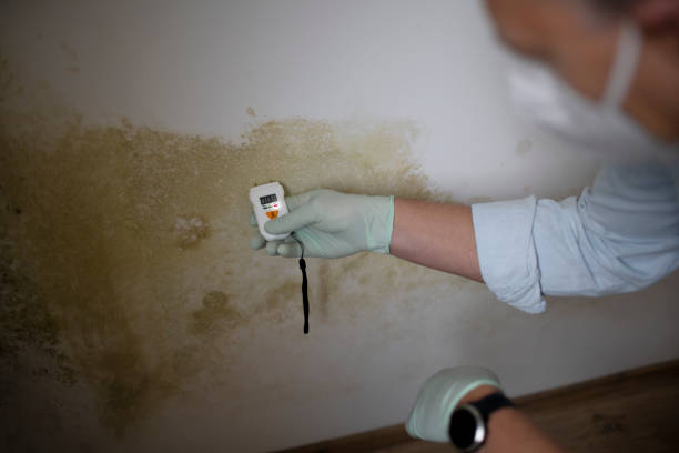 Best Commercial Mold Removal  in Eagle, NE