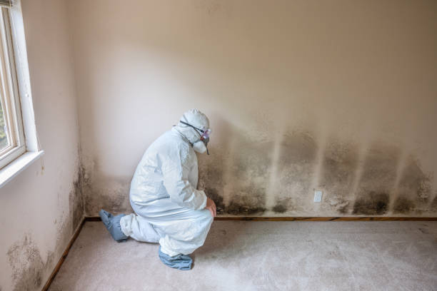 Best Home Mold Removal  in Eagle, NE